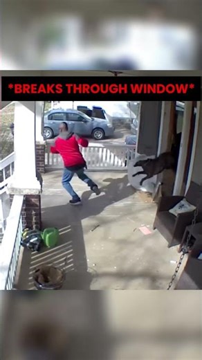 Delivery Driver Gets CHASED by Dog Through Window...