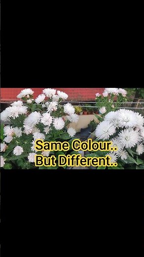 "Two Different White Daisies "