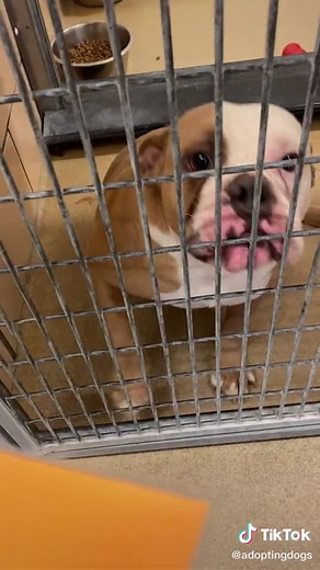 Congratulations Bailey! #fyp #foryou #dog #dogshelter #reacuedog #adoption #ArmaniMyWay #woosterohio #dogrescue #oldenglishbulldog