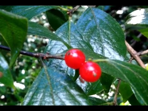 Beautiful Red Berry Tree-- Do You Know what it is?