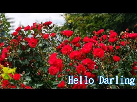 Hello Darling 哈囉!親愛的 《 黃鶯鶯 》【中英字幕】