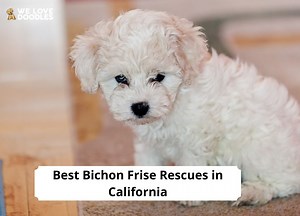 4 Best Bichon Frise Rescues in California! - We Love Doodles