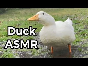 Sleep to the soothing sounds of DUCK (rain & thunderstorm fall asleep asmr)