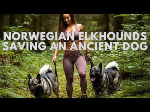 Save the rarest dog breed Norwegian Elkhound from extinction!