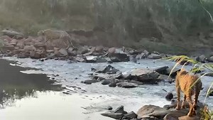 Our cheetah boys decided to do some swimming exercise this Sunday morning. Video by our volunteers doing cheetah monitoring. | Thula Thula - Exclusive Private Game Reserve