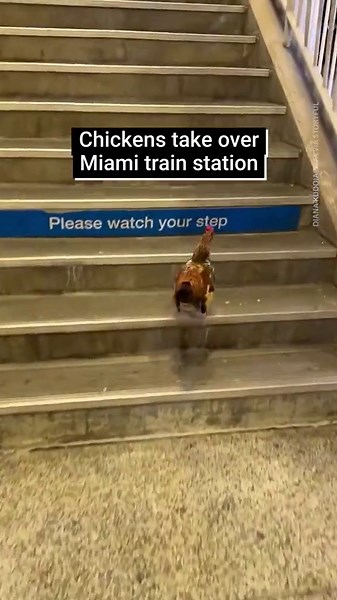 Miami train station gets overrun by chickens