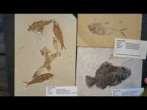 FULL fossil collection tour!