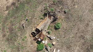 Chainsaw artist turns tornado damage into beautiful art