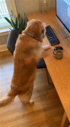 Dog Tries to Fix the Broken Keyboard Herself 🐶⌨️