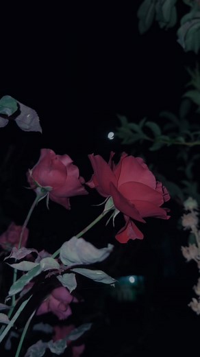 Zephyr: Tips for Growth and Success