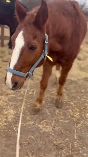 Colby’s Crew Rescue: Allison Smith on Instagram: "“STUPID SCAM HORSE RESCUE USING A HORSE WHO SHOULD BE EUTHANIZED TO FLEECE DONORS POCKETS WHEN IT SHOULD BE SHOT IMMEDIATELY!!” That’s one comment we got about Thunder, an injured ex buggy horse tossed away to the slaughter pipeline. “Why even put him online to collect donations unless your point was to exploit him for your own pockets?” Was another comment. Why indeed? Why post horses like Thunder — who so clearly in the first clip of this video