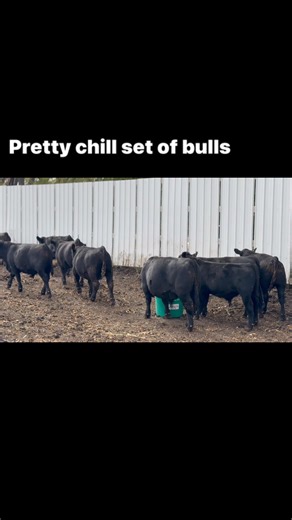 We merged the bulls together today with our partners Hinners and Hermstad’s. 24 bulls- Pretty chill day so far. | Larson Angus