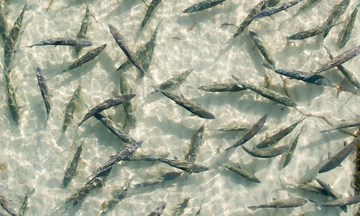 Bahamas Bonefishing Trips, Lodges & Guides | Yellow Dog Flyfishing