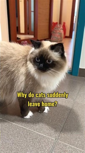 Why Do Cats Suddenly Leave Home? 😢
