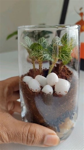 Rupa Sheth | DIY Glass Terrarium 🌿💚 #fblifestyle #dıy #terrarium #terrarium #terrariumlove #easytomake #plantlovers #plantmom #plantdecor #fyp... | Instagram