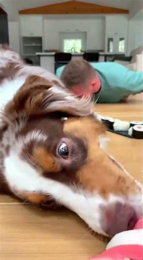 Dog Mode Activated 🐶🚀