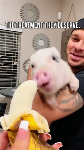 6.9K views · 395 reactions | Pigs deserve love, safety, and the chance to live freely. The animal agriculture industry treats them as commodities, but they are sensitive, intelligent beings who feel pain and joy just like us. It’s time we gave them the respect and justice they deserve. Together, we can build a future without this cruelty  #ProjectPig #JusticeForPigs #RespectAllLife #ChooseCompassion #EndPigFarming | Animal Justice Project | Facebook