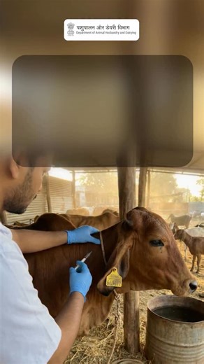 Ensure timely livestock vaccination from giving FMD shots at 3 months, one-time Brucellosis vaccination for female calves, proper pre-vaccination deworming, vet-supervised injections, to post-care rest and record updates on the Bharat Pashudhan portal to keep your herd healthy, productive, and protected. #LivestockHealth #VaccinationDrive #DairyFarming #AnimalHusbandry #HealthyCattle #FMD #Brucellosis #FarmersFirst #BharatPashudhan #HerdManagement #VetCare #DairyDevelopment | Dept of Animal Husb