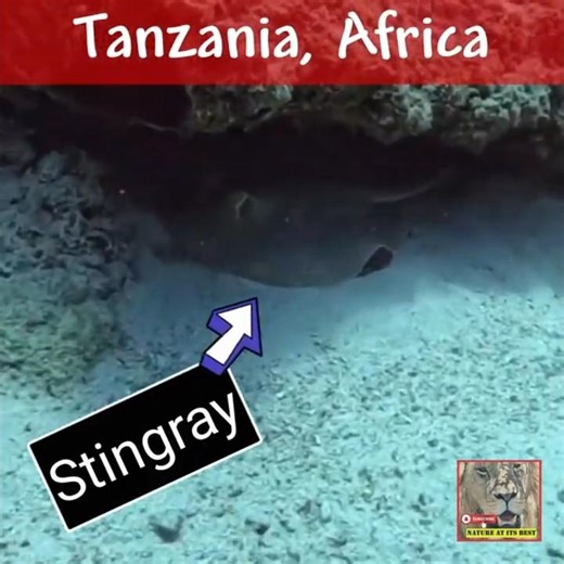 Vibrant Blue-Spotted Stingray Discovered on Zanzibar Reef