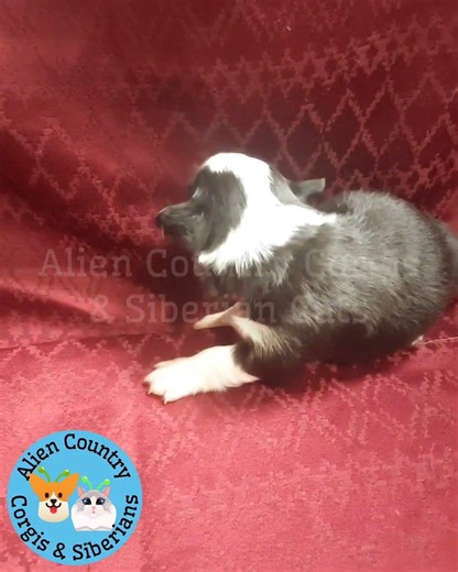 🦸‍♀️Wonder Woman's Face! | Organic Pembrokes with Tails by Alien Country Corgis & Siberian Cats