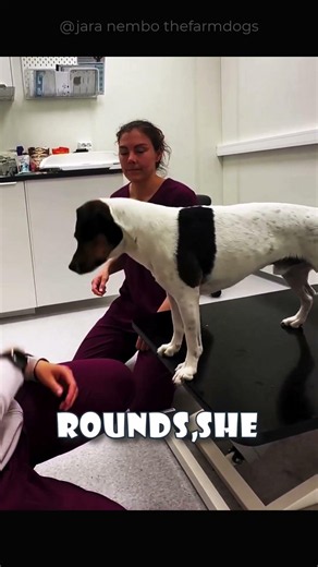 Why This Dog Never Realized He Got His Vaccine
