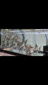 6K views · 250 reactions | Without further ado! 700 medium to large Orinoco Altums in the house. | Jack Wattley Discus | Facebook