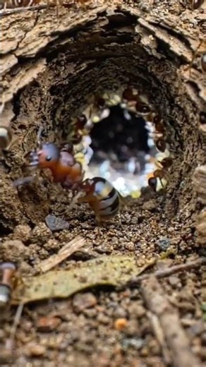 Inside the Termite Mound: A Micro-POV Documentary 🐜 | Aivonix Lab