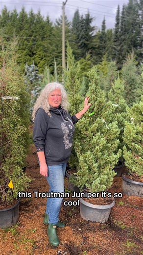2.5K views · 42 reactions |  Exploring Conifers at Art’s Nursery ...