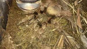 14K views · 290 reactions | THIS GIRL HAS NO CHILL  #ASMR #tarantulas #tarantula #spider #exoticslair #watering | Exotics Lair | Facebook