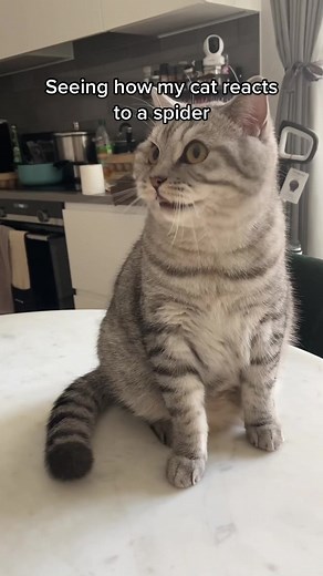 Cat vs Spider: Tofu the Cat's Reaction to a Spider