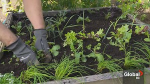 Gardening Tips: Get a start on your vegetable garden