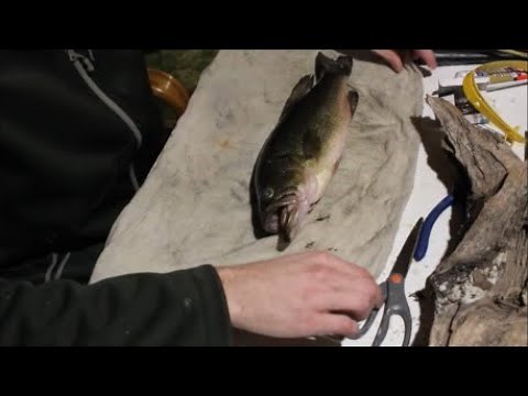 How to Prepare a Fish for the Taxidermist