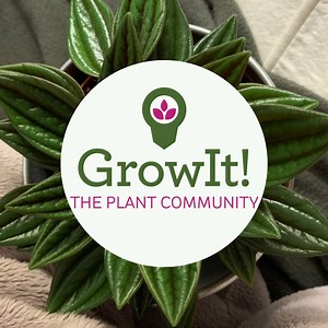 6K reactions · 1.6K shares | Are you #HouseplantCrazy? So are we! Check out the free GrowIt! app to connect with other plant people in your area, and to have all of your plant questions answered! | GrowIt | Facebook