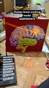 Human brain working model school, Project brain working model #schoolproject #art #drawing #3d #diy