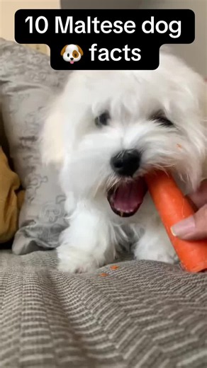 10 Maltese Dog Facts You Should Know Before Owning One 🐶