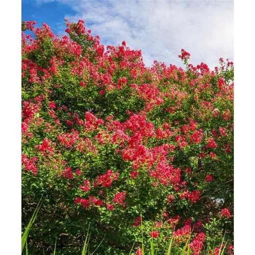 Check The Home Depot's Q&A Before Buying: BLOOMABLES 3 Gal. Bloomables Bellini Strawberry Crape Myrtle Shrub with Red Flowers