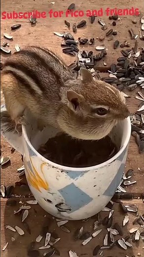 Pico and Friends Saturday night squirrel ! Pico et ses amis le samedi soir écureuils! #tiktokviral