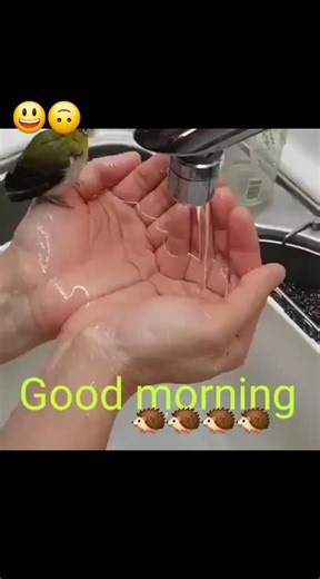 Voigtländer (@peterigel)’s videos with Father And Son - Cat Stevens