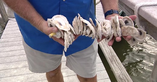 Tampa Bay Watch re-purposes discarded oyster shells, rebuilds coastline