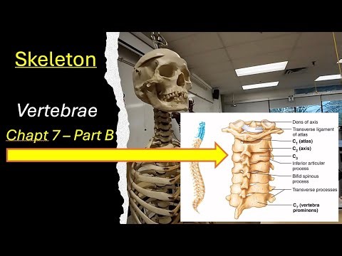 Skeleton - Chapt 7 Part B vertebrae