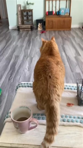 💥 #cheeks #back #paws #bam #catsoftiktok | Reznor The Cat