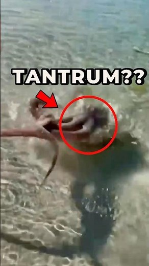 “The Octopus That Throws Tantrums — Weird Animal Fact (30s)”