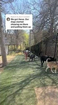 Why dogs try to dig hybrid turf & how to stop it 🐶 Training, energy & proper install matter