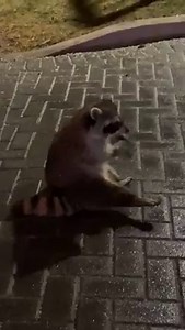 Toronto raccoon catching snowflakes