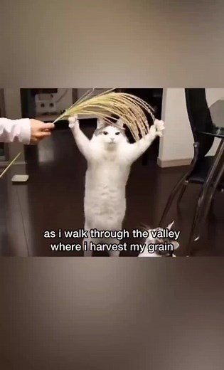 amish paradise cat version #funnycats #cat #cats #catsoftiktok #funny #hilarious #amish #amishparadise