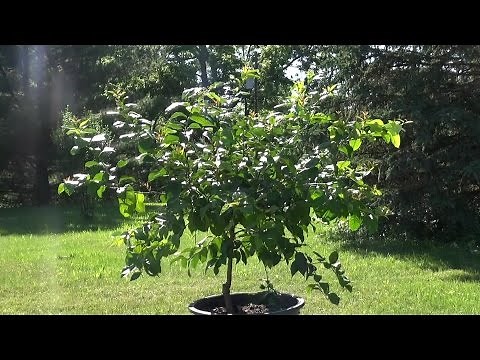 Growing Citrus in the ground in Northern Climates