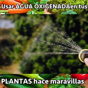 🌿El agua oxigenada tiene grandes beneficios; desde cosas de salud hasta en su uso con ropa, artefactos, etcétera. Sin embargo también es un gran remedio que podemos implementar en nuestras plantas.🌿 🌺Podemos utilizarla para desinfectar nuestras frutas y verduras, para evitar regar nuestras plantas con agua contaminada y también para alejar y prevenir plagas que afecten nuestro jardín.🌺 🌸Acompáñame a ver este video para que conozcas el método, las proporciones y cómo debes aplicar el Agua Ox