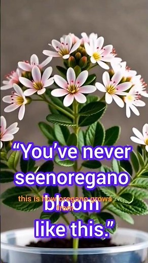Watch Oregano Grow from Seed to Flower 🌿 |