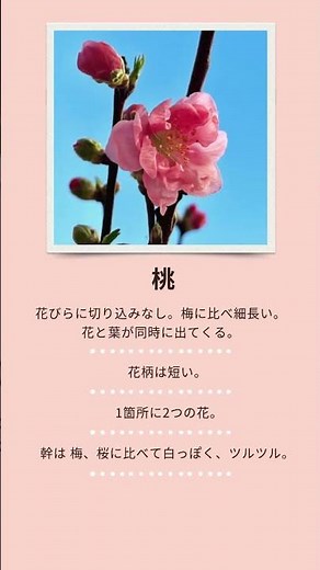 梅・桃・桜の花の見分け方 〜春の訪れを感じる花を見つけよう〜 #遊び #保育 #子ども