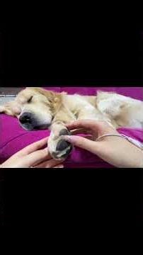 Ultimate Calm 😴: Softest Dog ASMR for Sleep & Relaxation